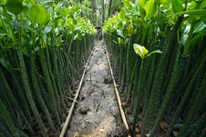 Rows Of Mangroves Seedlings. Royalty Free Stock Photography