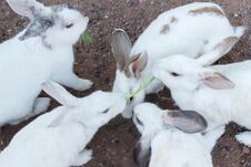 White Rabbit Select Focus Blurry Background,Couple Rabbit Blur Background, Group White Rabbits On The Floor. Royalty Free Stock Photography