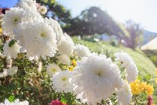 Close-up White Flower With Sunshine In Winter,White Flowers In The Garden,Colorful Flower Select Focus Blurry Background. Stock Images