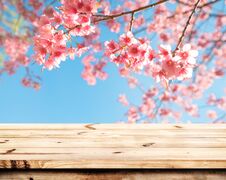 Pink Cherry Blossom Flower Sakura On Sky Background In Spring Season. Royalty Free Stock Photo