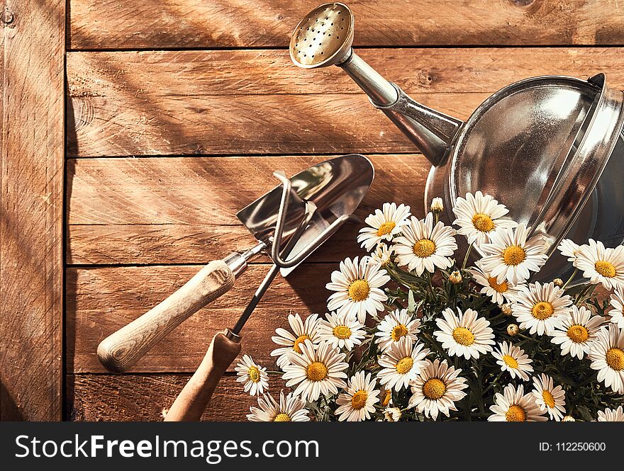 A gardening flat lay on a rustic wooden bench with daisy flowers, trowel and watering can. A gardening flat lay on a rustic wooden bench with daisy flowers, trowel and watering can.