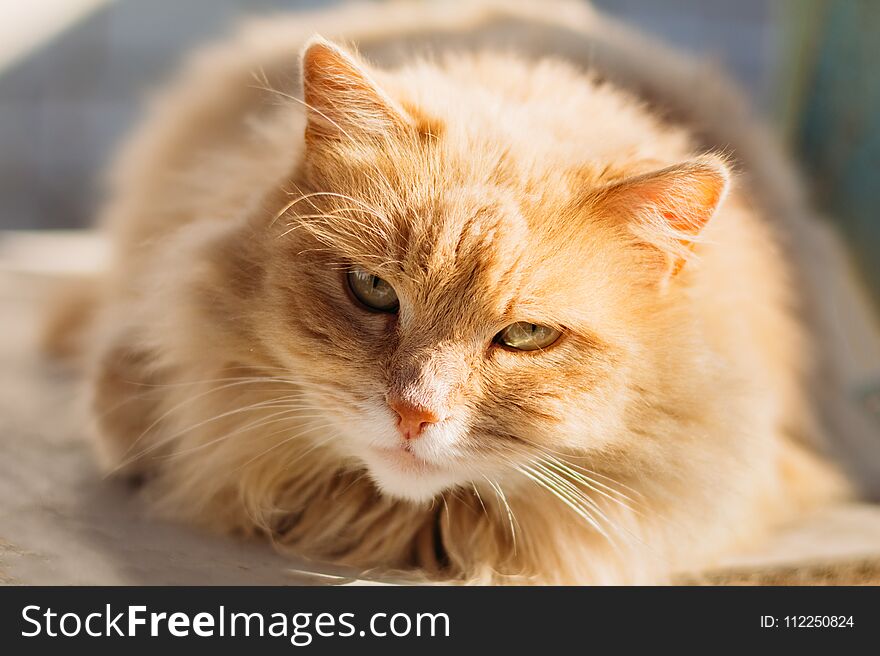 Muzzle of a beautiful domestic cat with a red color close up. Muzzle of a beautiful domestic cat with a red color close up