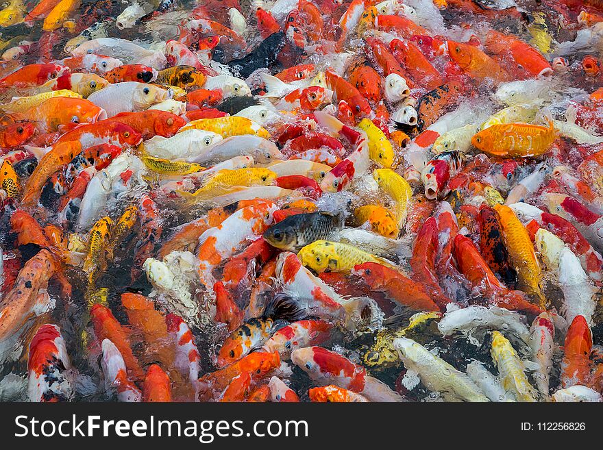 Colorful patterns of fancy carp In the pond. Colorful patterns of fancy carp In the pond.