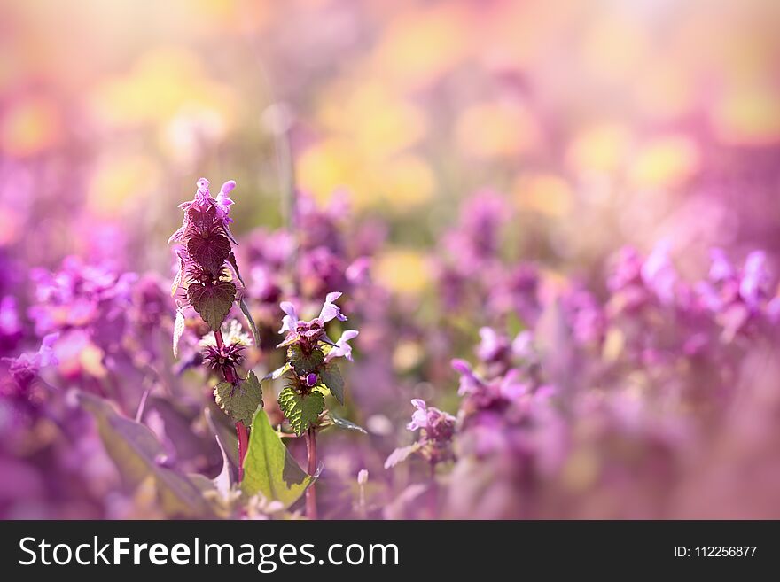 Meadow in spring - bloomed, flowering purple flower