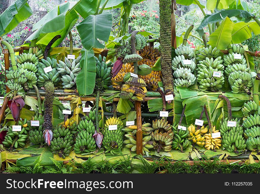 The exhibit showmany banana species.