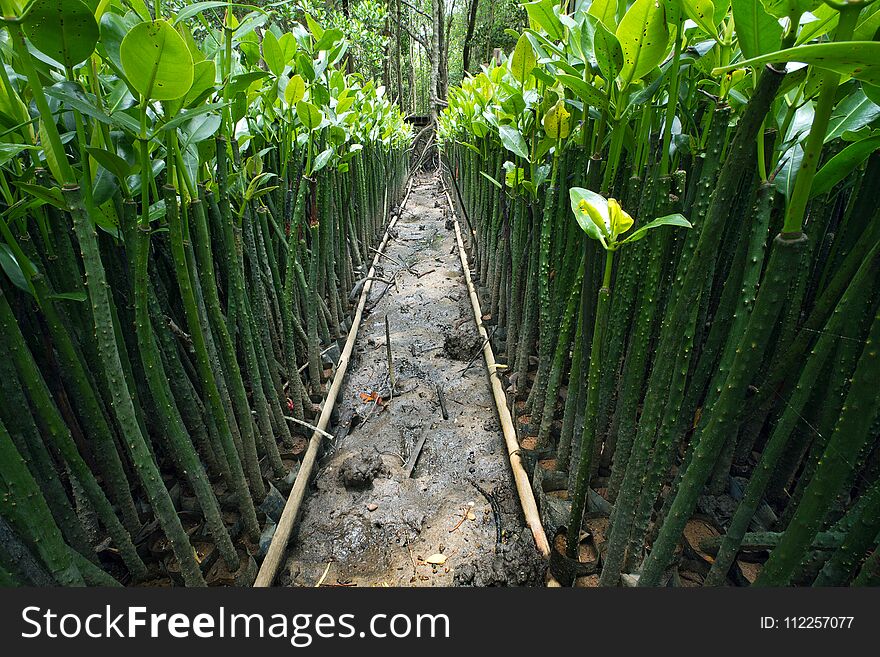 Rows of mangroves seedlings.