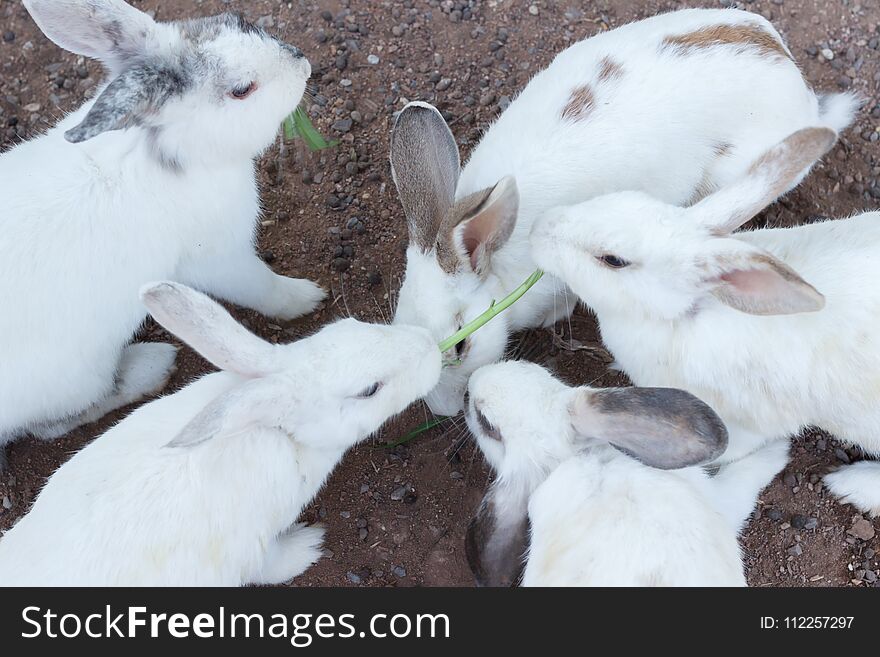 White Rabbit select focus blurry background,Couple rabbit blur background, Group white rabbits on the floor.