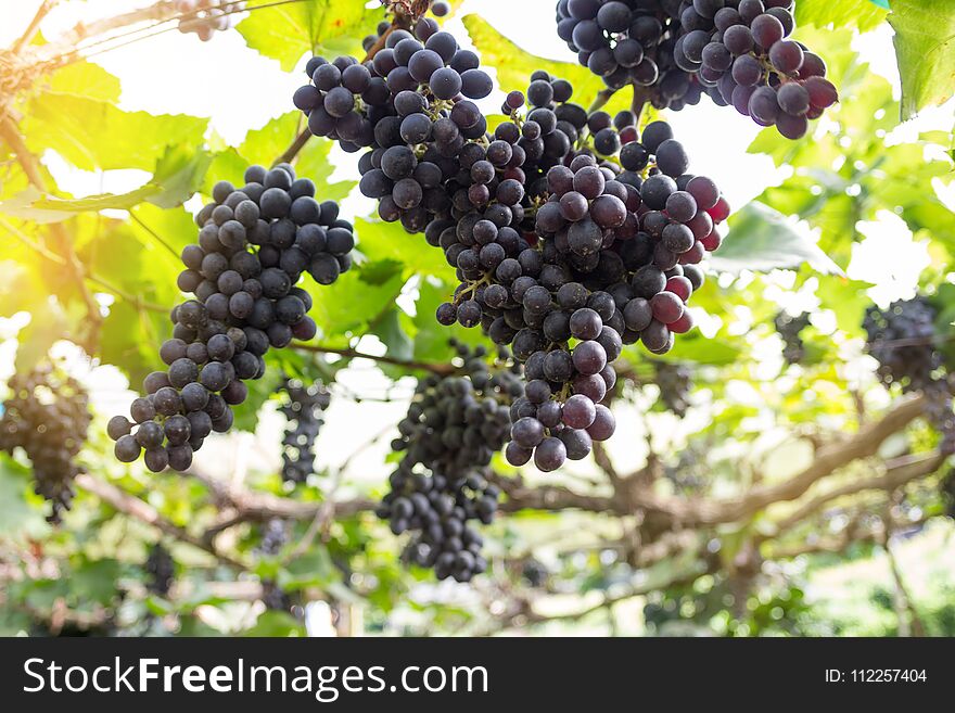 Grape Blurry Background,Grapes hanging on tree select focus and fair light.