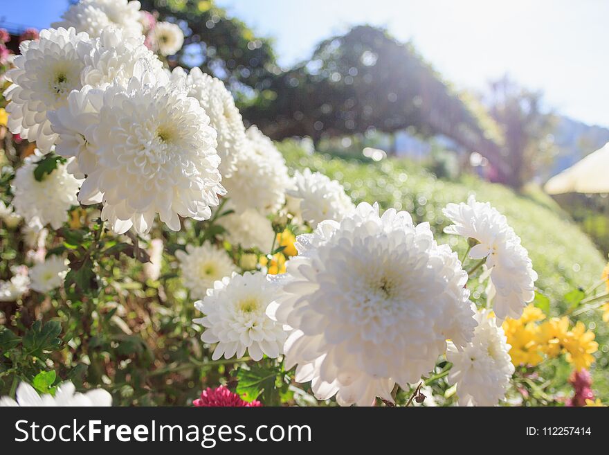 Close-up White flower with sunshine in winter,White flowers in the garden,Colorful flower select focus blurry background.