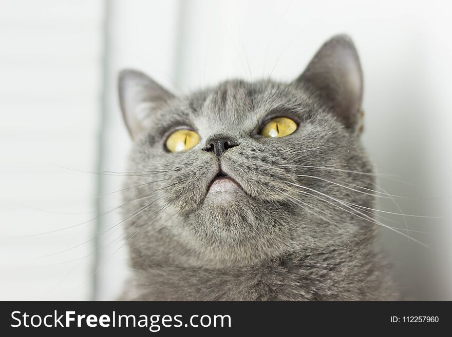 gray British thick cat green eyes