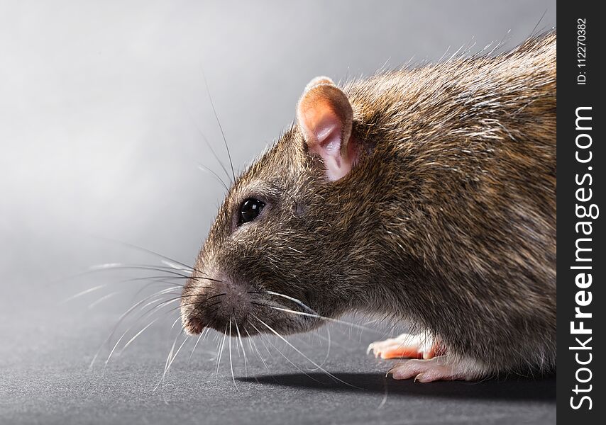 Animal gray rat close-up on a black background