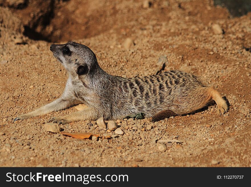 detail of suricata animal in the sand desert