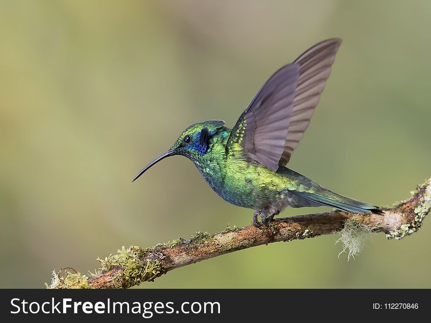 A Green Violetear Hummingbird perched on branch in Costa Rica