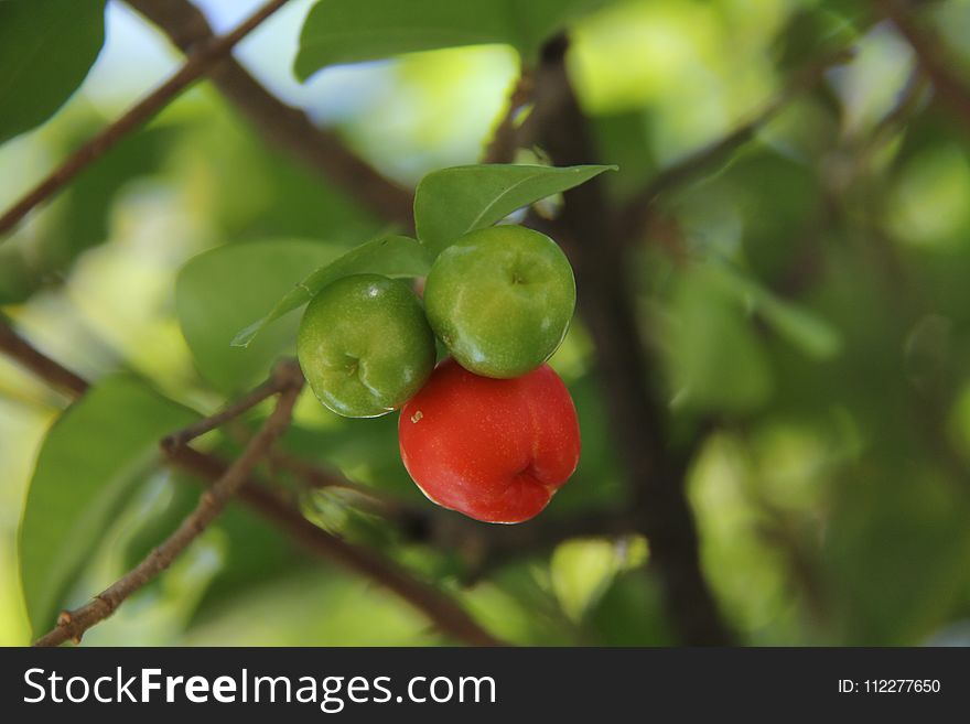 Fruit, Malpighia, Fruit Tree, Plant