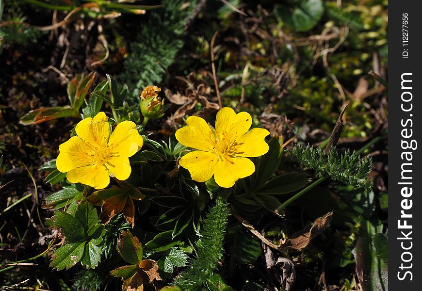 Flower, Common Tormentil, Flora, Plant