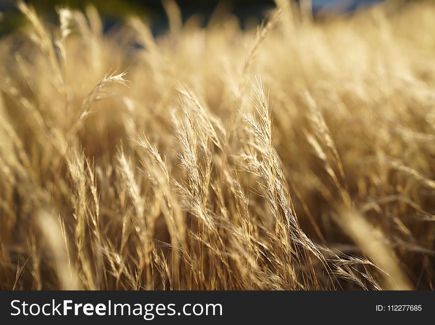 Wheat, Grain, Food Grain, Rye