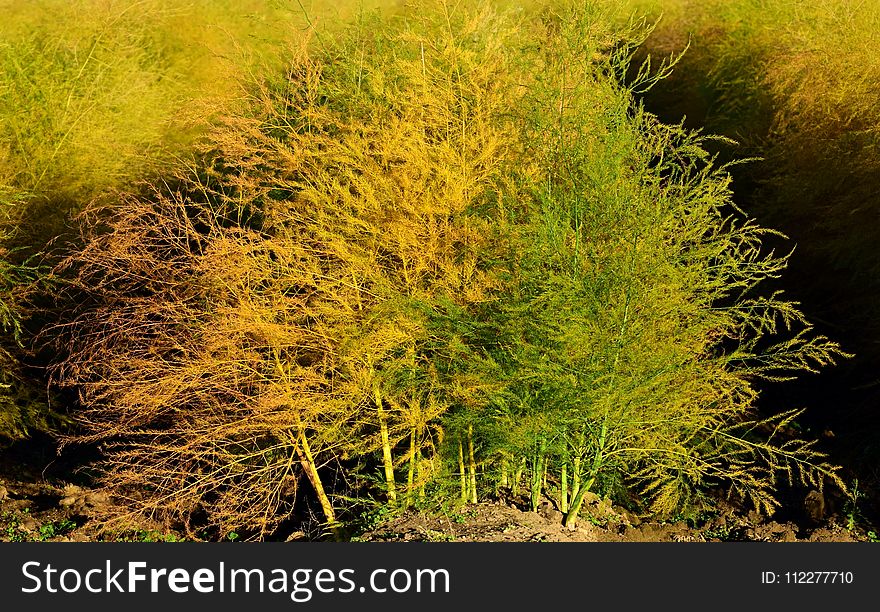 Vegetation, Ecosystem, Grass, Plant