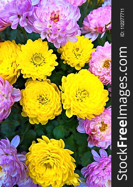 Flower, Yellow, Flowering Plant, Plant