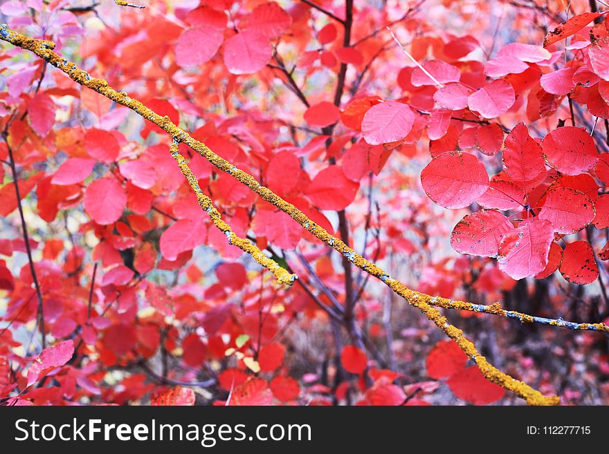 Red, Autumn, Branch, Pink