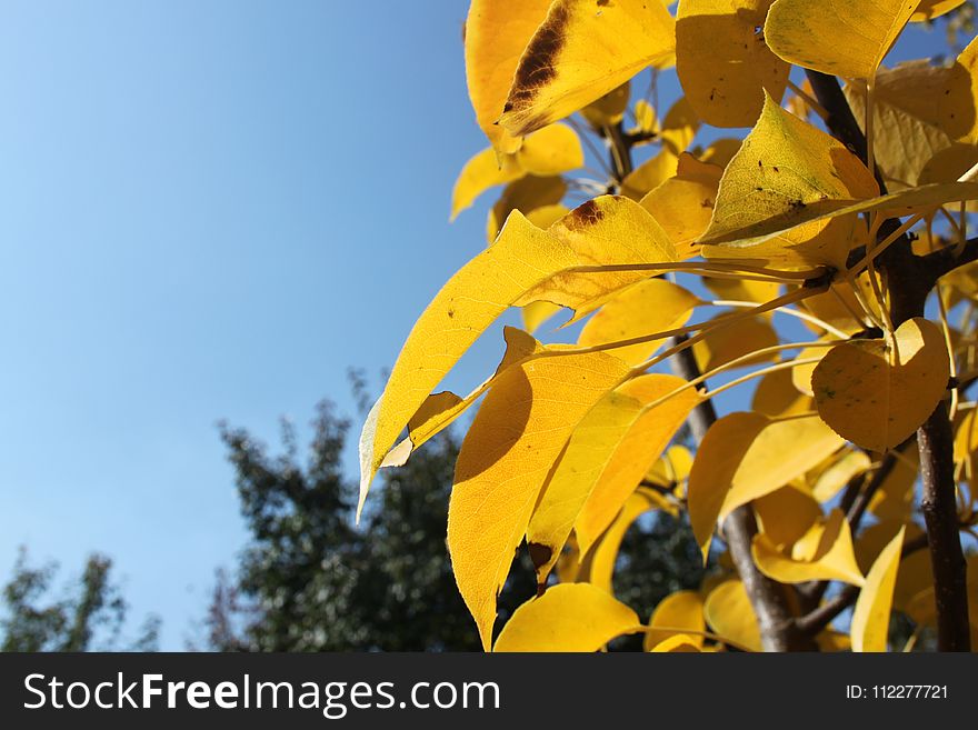 Leaf, Yellow, Autumn, Flora