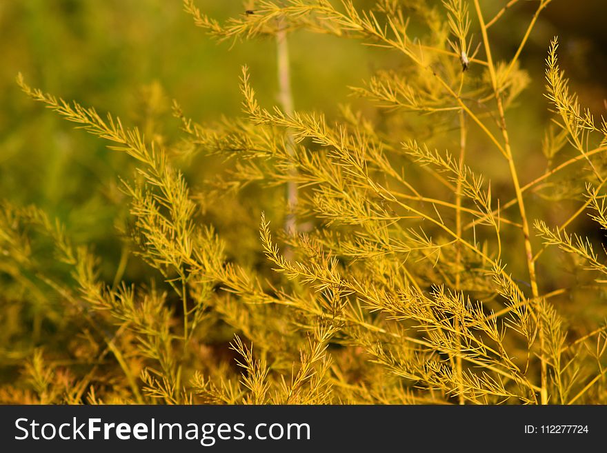 Vegetation, Ecosystem, Grass, Field