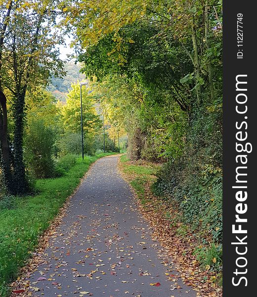 Path, Road, Leaf, Nature