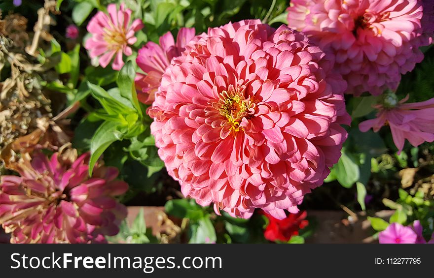 Flower, Pink, Plant, Flora