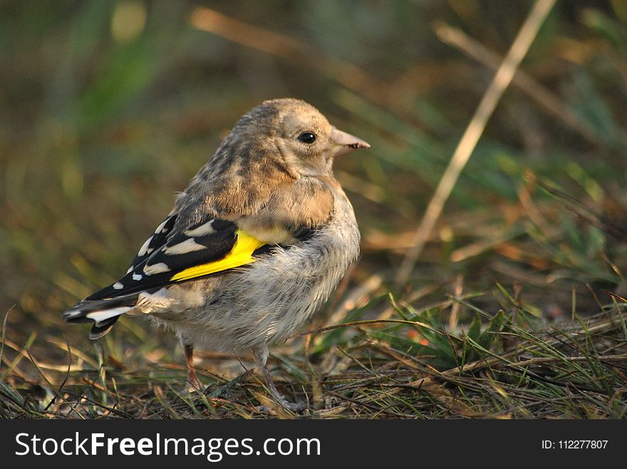 Bird, Finch, Fauna, Beak