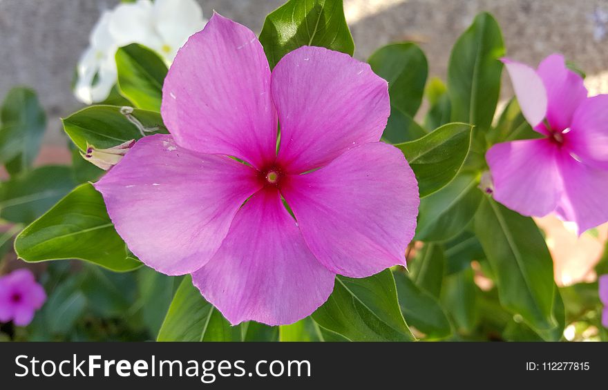 Flower, Plant, Pink, Flora