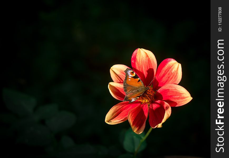 Flower, Nectar, Flora, Insect