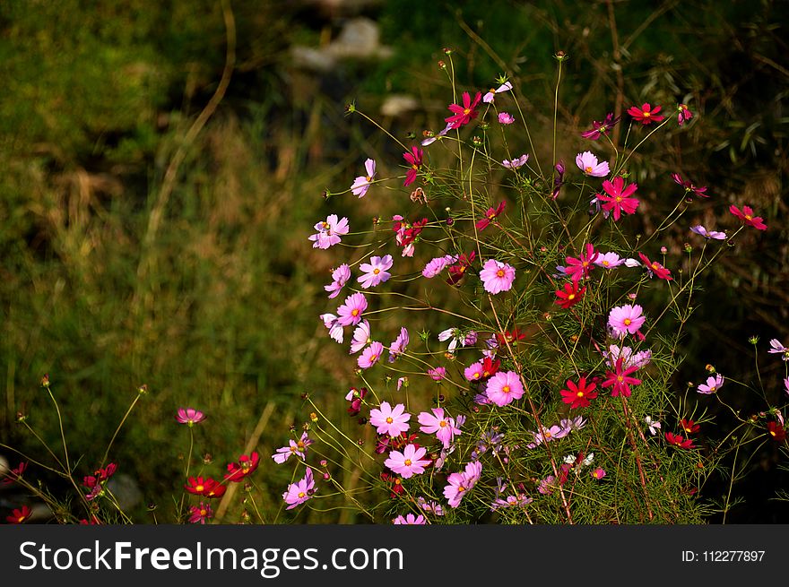 Flower, Flora, Plant, Vegetation