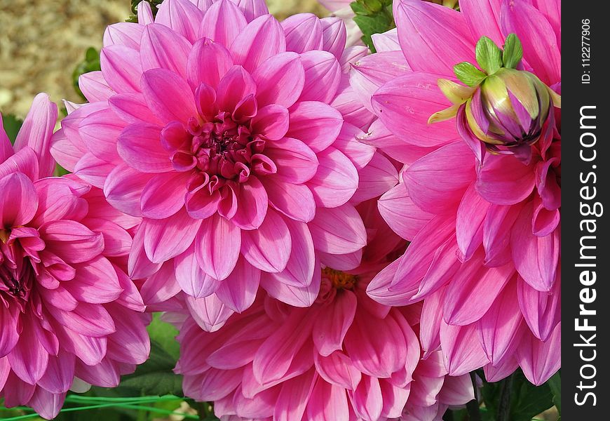 Flower, Pink, Plant, Dahlia