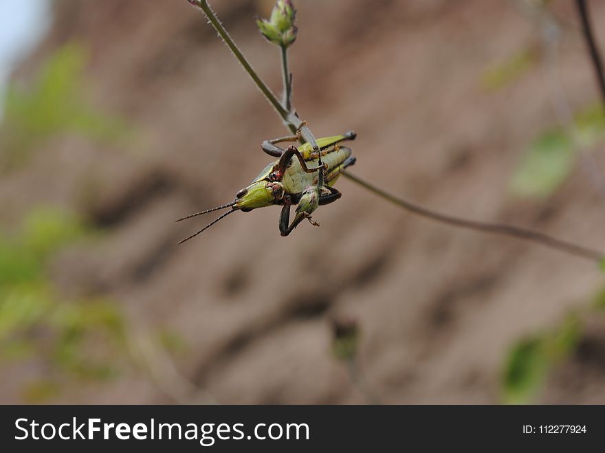 Insect, Fauna, Invertebrate, Flora