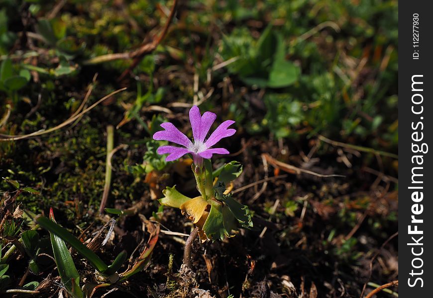 Plant, Flora, Flower, Flowering Plant