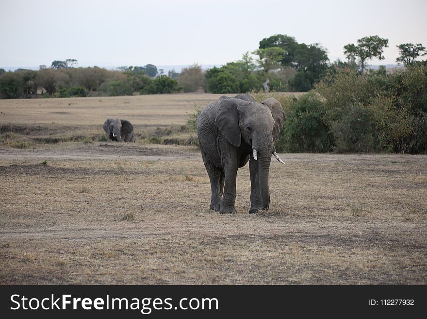 Elephants And Mammoths, Elephant, Wildlife, Safari