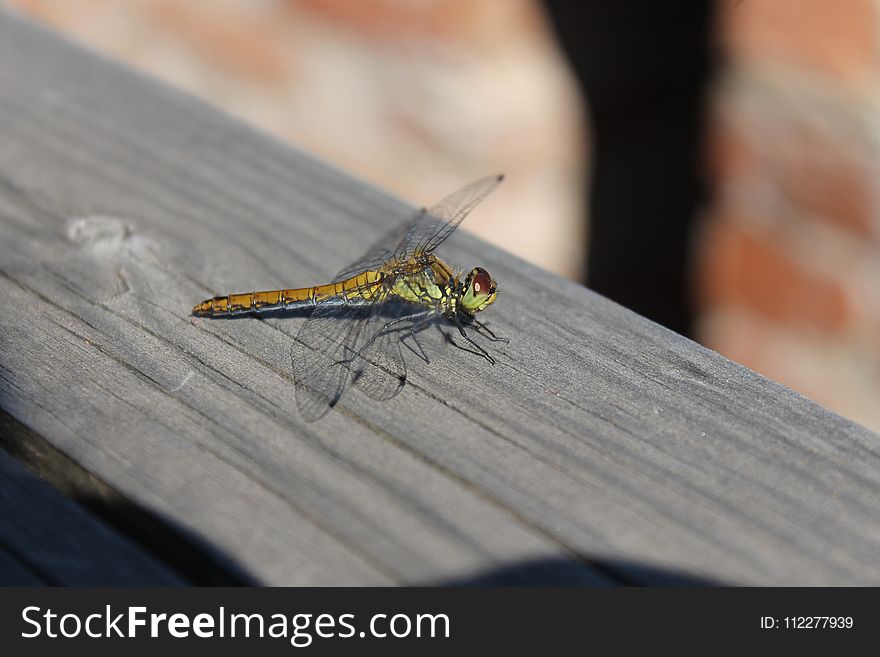 Insect, Fauna, Invertebrate, Dragonfly