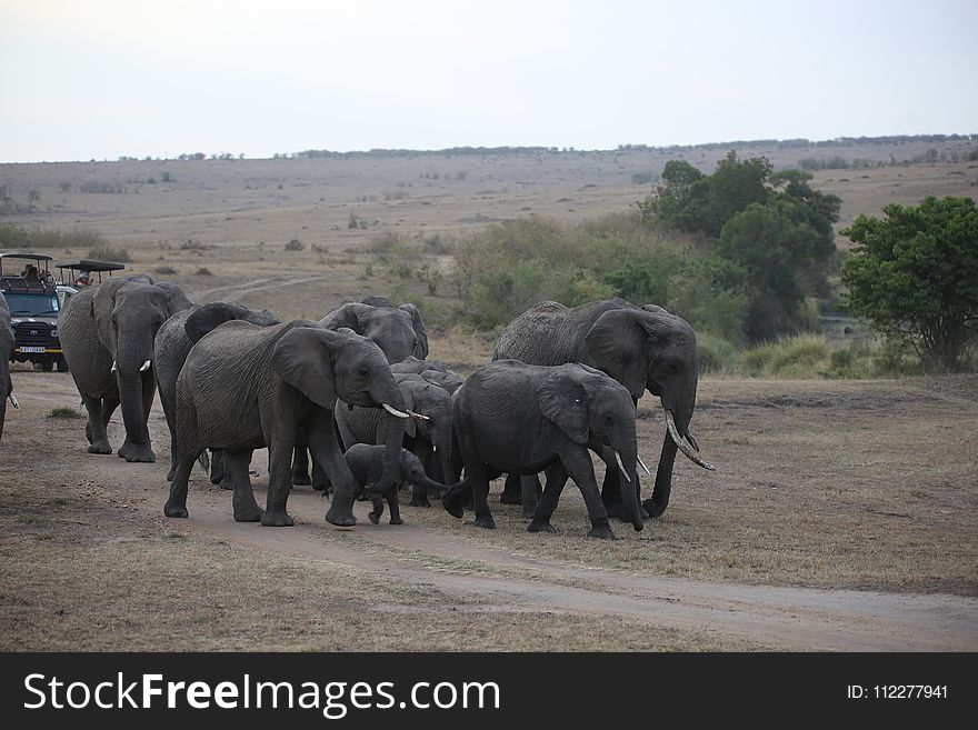 Elephants And Mammoths, Elephant, Herd, Wildlife