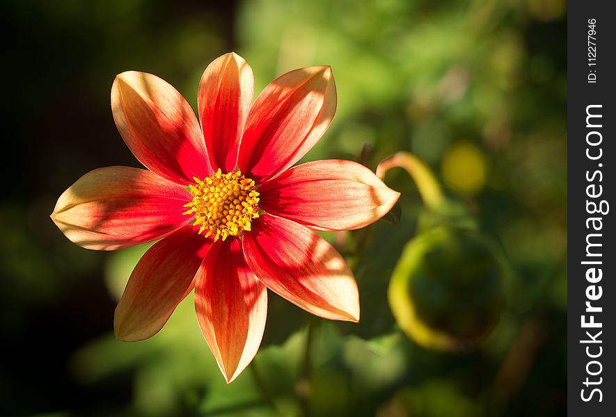 Flower, Flora, Yellow, Plant