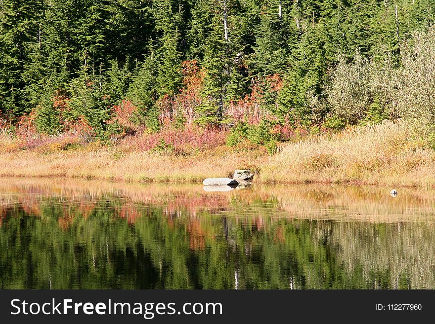 Water, Reflection, Nature, Ecosystem