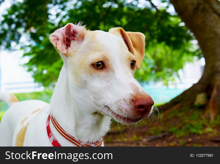 Dog Breed, Dog, Snout, Whiskers