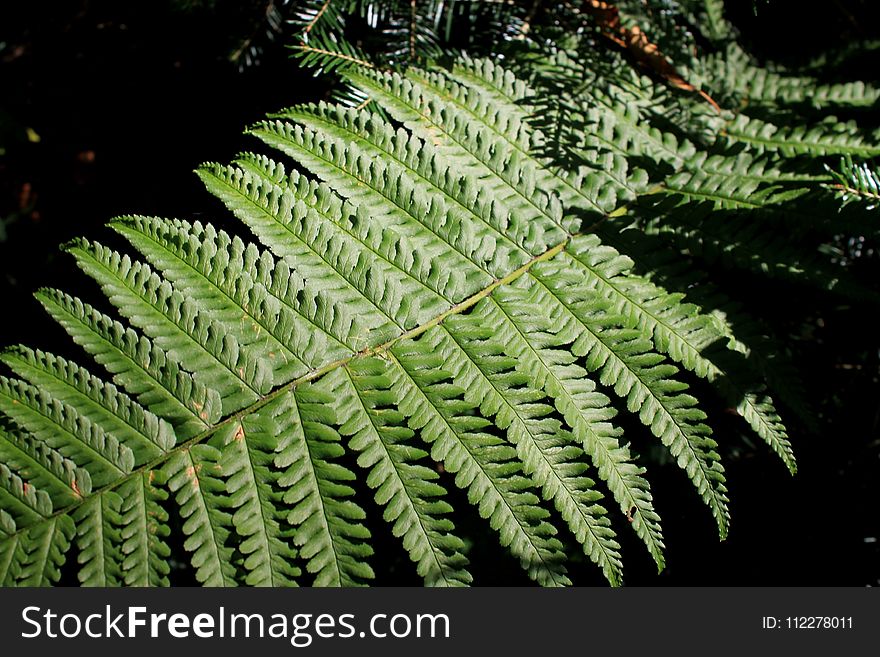 Plant, Vegetation, Ferns And Horsetails, Fern