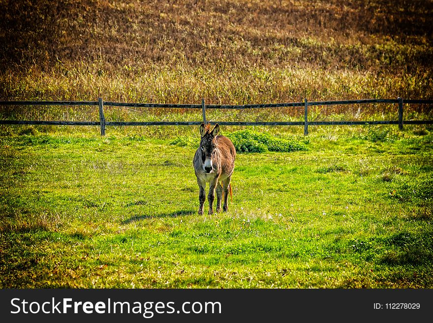 Grassland, Pasture, Green, Grass