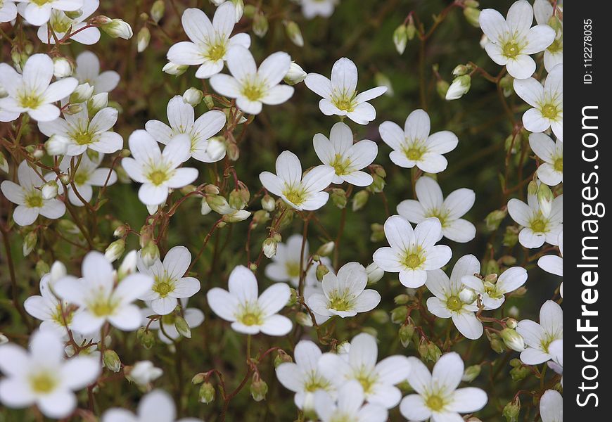 Flower, Flora, Plant, Flowering Plant