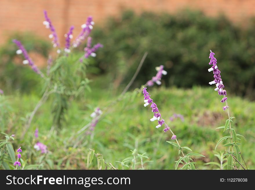 Plant, Flora, Lavender, Flower