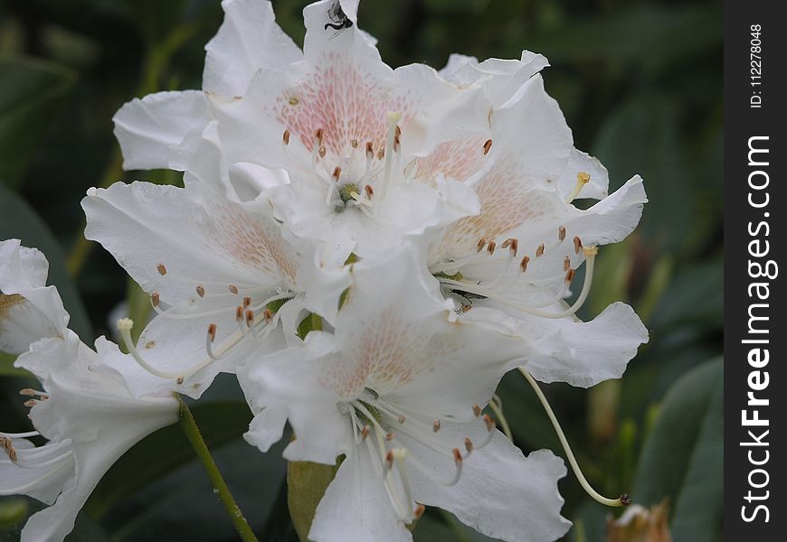 Flower, Plant, Flowering Plant, Woody Plant