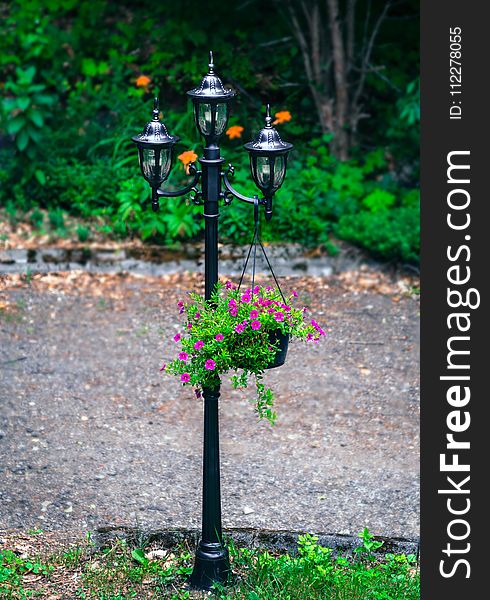 Tree, Grass, Branch, Bird Feeder