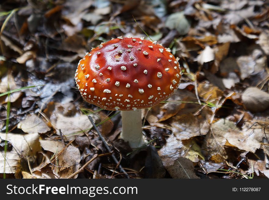 Mushroom, Fungus, Agaric, Edible Mushroom