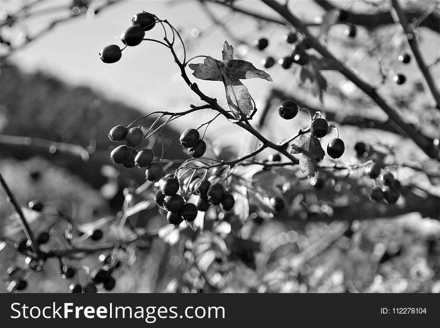 Black And White, Branch, Tree, Monochrome Photography