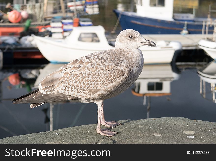 Bird, Seabird, Gull, European Herring Gull