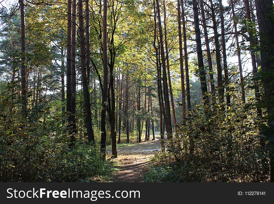 Ecosystem, Nature, Woodland, Temperate Broadleaf And Mixed Forest